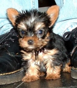 Adorable Yorkie Pup