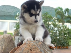 AKC Registered Siberian Husky Puppies