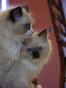 Ragdoll Kitten