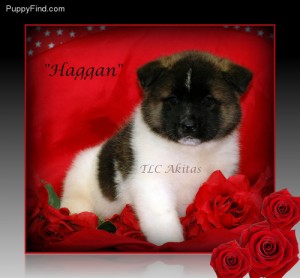 Akita Pup