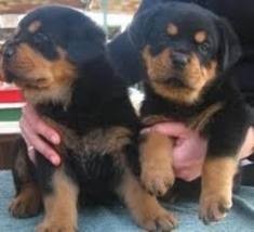 Beautiful Rottweiler Puppies