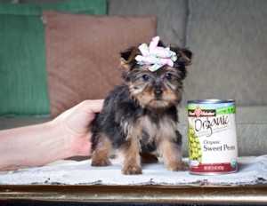 13 Weeks Old Teacup Yorkie Pups