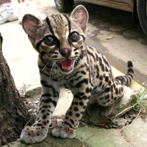 Lovely Margay Cats