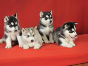 Blue Eyed Siberian Husky Pups