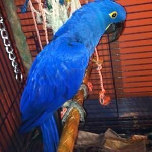 Adorable Talking Hyacinth Macaw