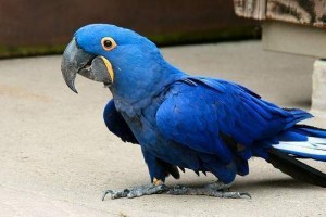 Hyacinth Parrot Available for Adoption