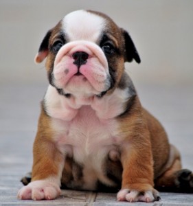 Adorable English Bulldogs