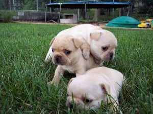Excellent Pug Puppies for Sale