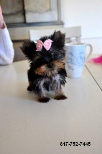 Micro Tiny Teacup Yorkie Puppy Boy