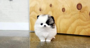 T-cup Size Pomeranian Puppies for Re-homing