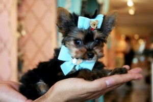 Amazing Tea-cup Yorkie Puppy