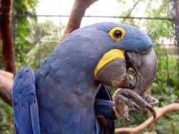 Hyacinth Macaw for Adoption
