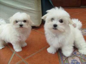 Maltese Puppies For Adoption