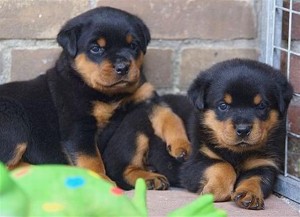 Rotties Puppies