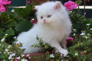 Persian Kittens Available