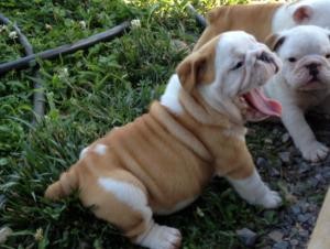 English Bulldog Puppies for Sale