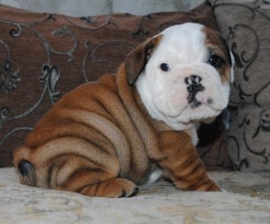 Bulldog Puppies Available