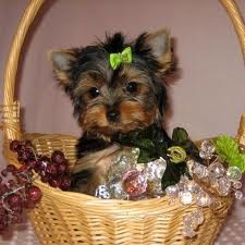 Yorkie Puppies for Adoption