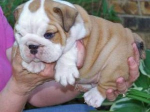 English Bulldog Pups for Sale