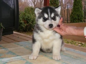 AKC Registered Siberian Husky Pups