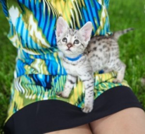 Generous F2 savanna kittens