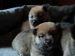 Shiba Inu Puppies for Adoption
