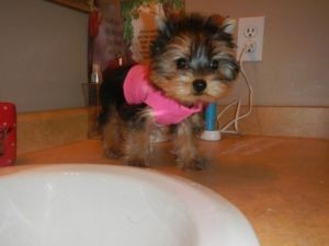 Adorable Real Teacup Yorkie Puppies for Sale