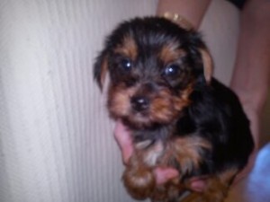 Male Yorkie Puppy