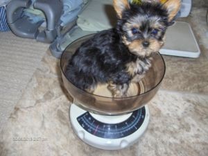 Potty Trained Teacup Yorkie