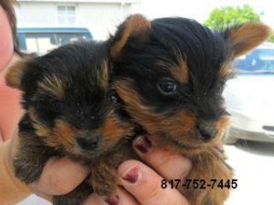 Lovable Yorkshire Terrier Puppies