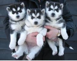 Gorgeous Siberian Husky Puppies