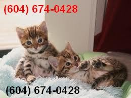 Bengals and Savannah kittens