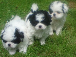 Beautiful JATZU (Japanese chin/shih tzu mix) Puppies  ready for a new home.