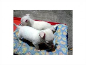 Chihuahua Pups for Sale