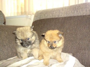 Adorable Tiny Pomeranian Puppies Available