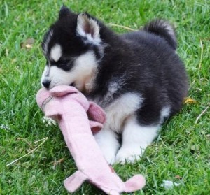 Charming Blue Eyes Siberian Husky Puppies