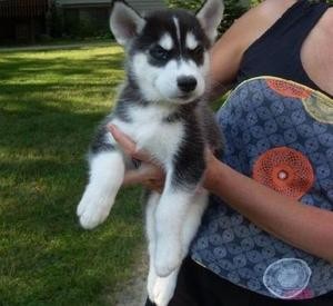 Wonderful Blue Eyes Siberian Husky Puppies for Adoption