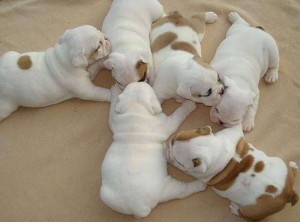 Beautiful Bull dog Puppies.