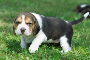 Beagle Puppies Available