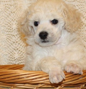 Sweet Lovely Poodle Available