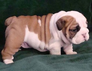 English Bulldog