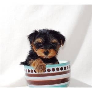 TEACUP YORKIE PUPPIES