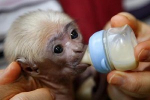 Female Capuchin Monkey