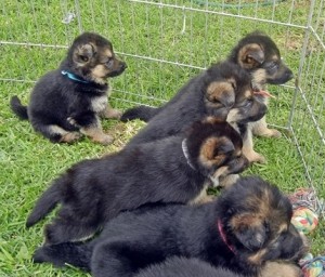 German Shepherd Puppies