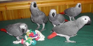 Talking African Grey Parrots for Sale