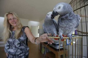 Congo African Grey for Adoption