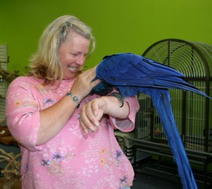 Hand Tamed Hyacinth Macaw Parrot for Adoption