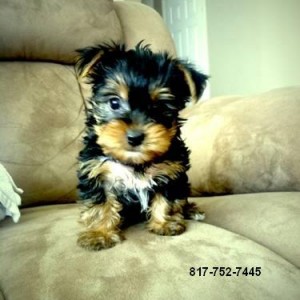 Teacup Yorkie Puppies