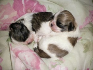 CKC Imperial Shih Tzu Puppies