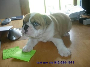 Male and Female English Bullies